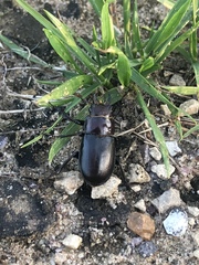 Lucanus placidus
