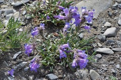 Penstemon gormanii