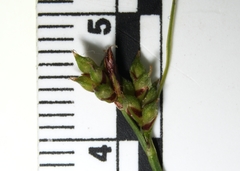 Carex deflexa