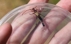 Strangalia virilis