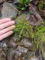 Carex deflexa