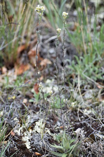 Image of Draba yukonensis by (c) Syd Cannings, some rights reserved (CC BY)