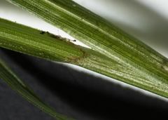 Carex deflexa