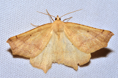 Prochoerodes truxaliata