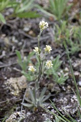 Draba cana