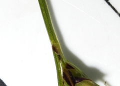 Carex deflexa
