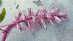 Aechmea marauensis