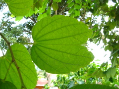 Bauhinia