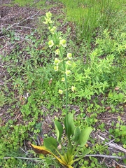 Sagittaria lancifolia image
