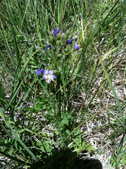Polemonium occidentale