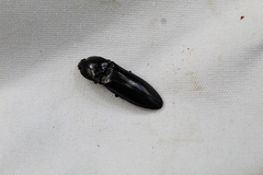 Melanactes