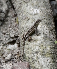 Anolis homolechis