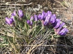 Oxytropis leucotricha