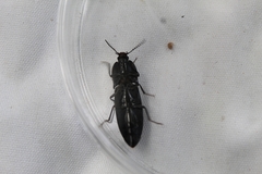 Melanactes