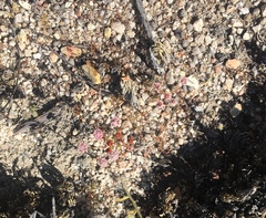 Eriogonum nortonii