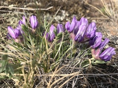 Oxytropis leucotricha