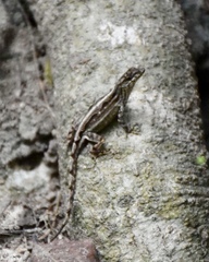 Anolis homolechis