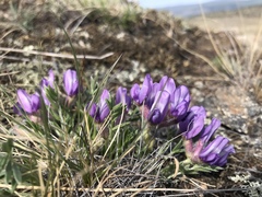 Oxytropis leucotricha