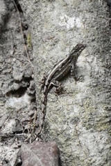 Anolis homolechis