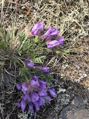 Oxytropis leucotricha