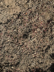 Eriogonum nortonii