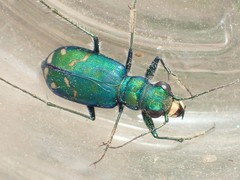 Cicindela decemnotata meriwetheri
