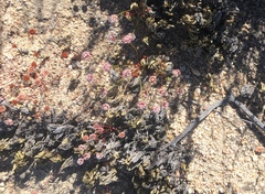 Eriogonum nortonii