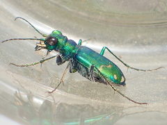 Cicindela decemnotata meriwetheri