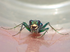 Cicindela decemnotata meriwetheri