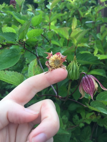 Clematis koreana