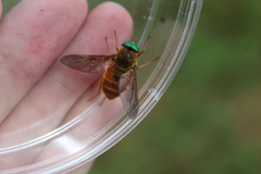 Esenbeckia incisuralis