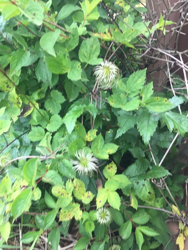 Clematis koreana, photograph 1
