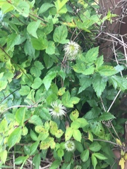 Clematis koreana, photograph Carrie Seltzer, CC BY, iNaturalist via GBIF
