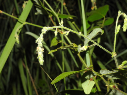 Image of Desmodium canescens by no rights reserved