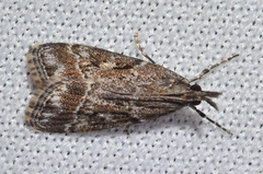 Eudonia torniplagalis