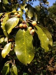 Sarcomelicope simplicifolia