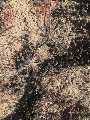 Eriogonum nortonii