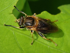 Teuchocnemis lituratus