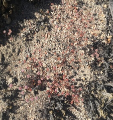 Eriogonum nortonii