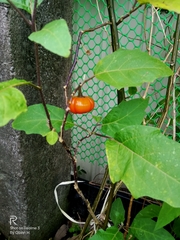 Solanum aethiopicum