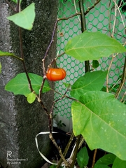 Solanum aethiopicum
