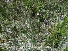 Epilobium parviflorum