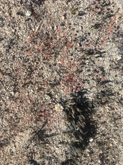 Eriogonum nortonii