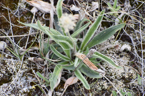 Image of Plantago canescens by (c) Syd Cannings, some rights reserved (CC BY)