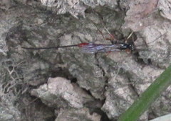 Dolichomitus irritator