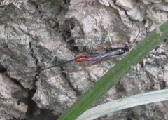 Dolichomitus irritator