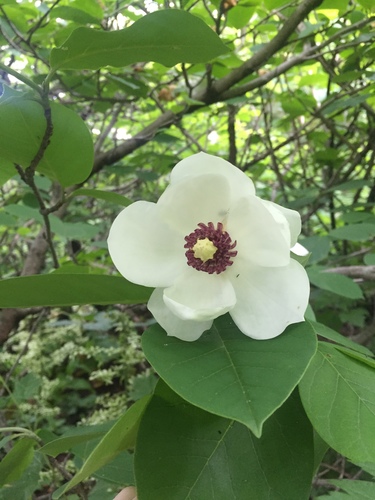 Magnolia sieboldii, photograph 2