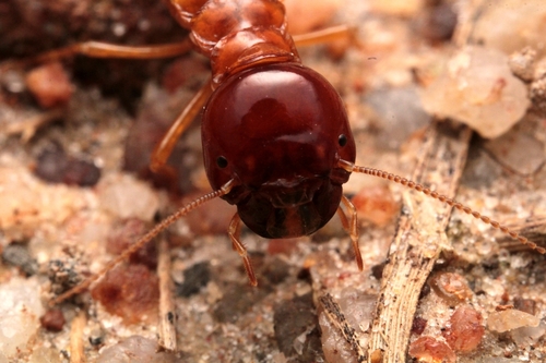 Southern Harvester Termite photo 2