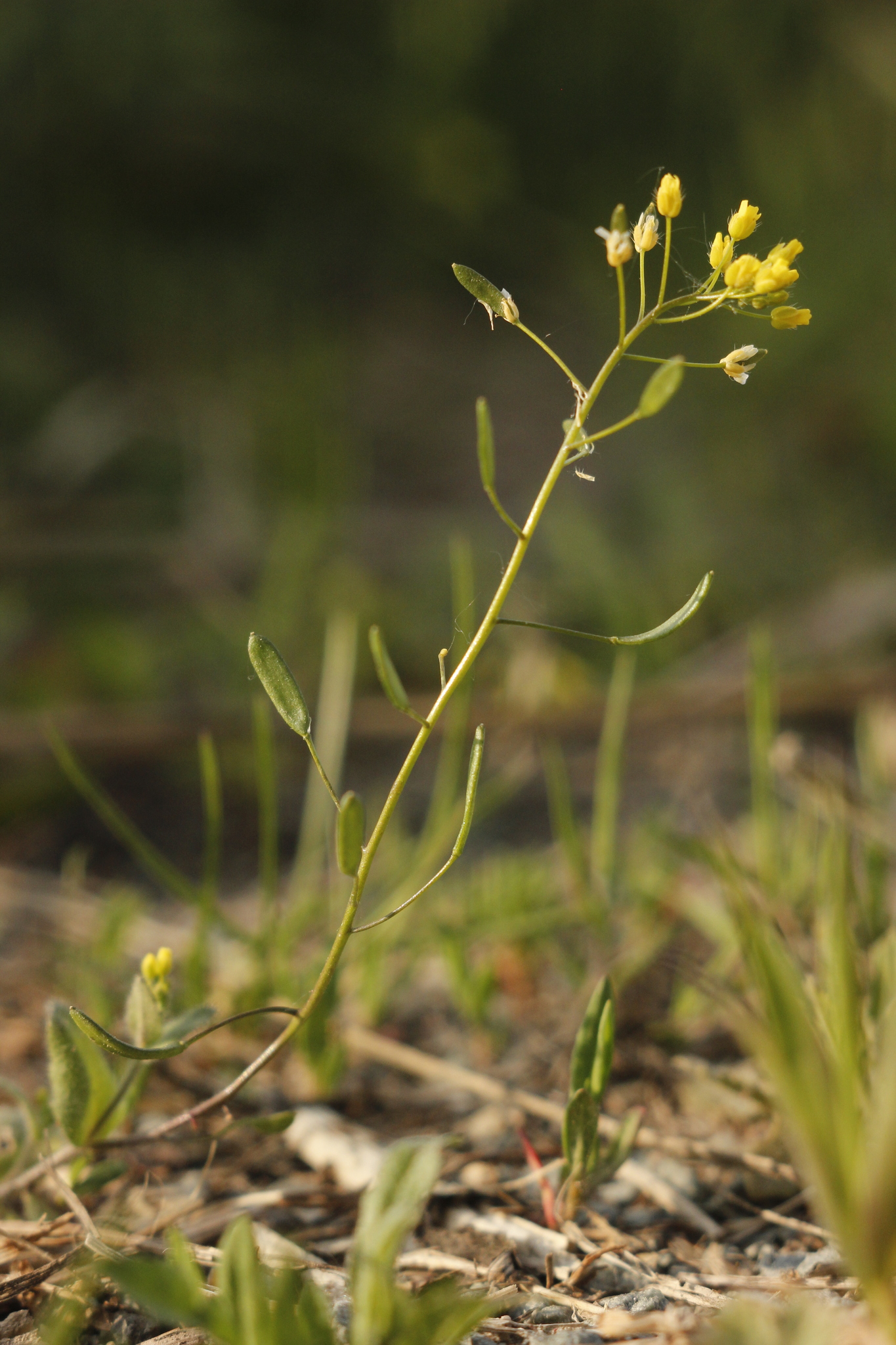 Draba nemorosa