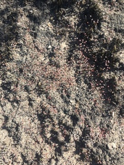 Eriogonum nortonii